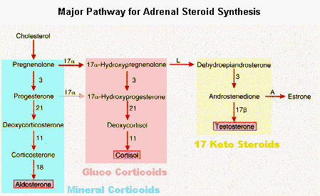 adrenal gland hormone synthesis