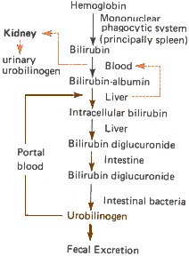 urobilinogen bilirubin jaundice